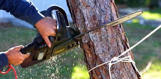 Best Palm Tree Trimming  in El Paso De Robles, CA