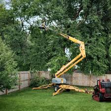 Best Lawn Disease Treatment  in El Paso De Robles, CA