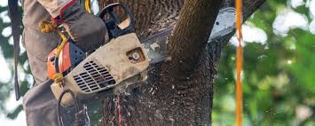 Best Tree and Shrub Care  in El Paso De Robles, CA