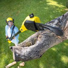 Best Lawn Renovation and Restoration  in El Paso De Robles, CA