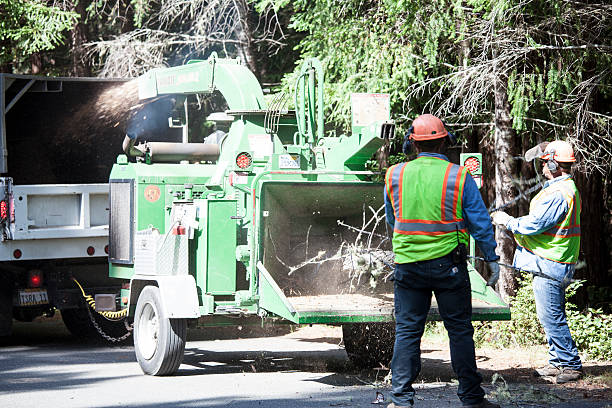 Best Commercial Tree Services  in El Paso De Robles, CA