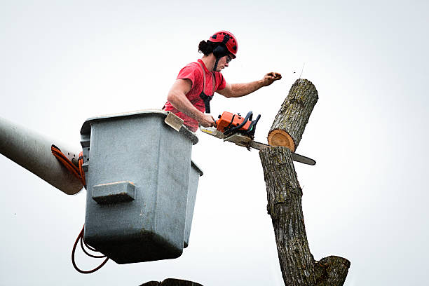 Best Stump Grinding and Removal  in El Paso De Robles, CA